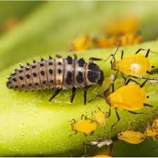 Thus aphids become scarce within a patch just when the food requirements of the ladybirds are greatest. Live Ladybird Larvae Adalia Bipunctata Dragonfli