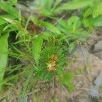 Image result for Biophytum abyssinicum