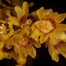 Image result for Cynanchum praecox