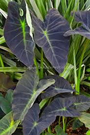 Synonyms astelia chathamica 'silver sword' astelia chathamica 'silver spear'. Colocasia Esculenta Black Leaf Taro With Astelia Chathamica Silver Spear Plants Planting Flowers Architectural Plants