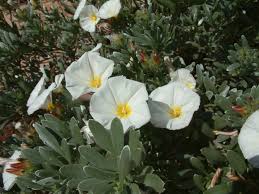 Image result for Convolvulus aschersonii