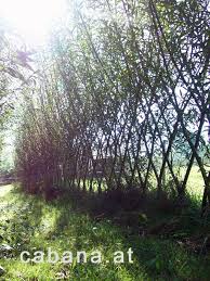 Lebende Und Trockene Weidenzaune Und Sichtschutz Weidenzaun Zaun Weiden