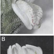 Image result for Isoglossa milanjiensis