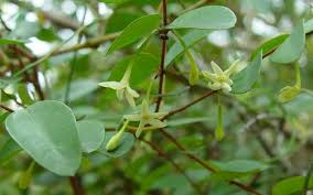 Image result for Synaptolepis alternifolia