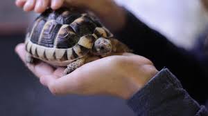 Apr 27, 2021 · ranca upas. 10 Hewan Peliharaan Lucu Bisa Jadi Pilihan Untuk Menemanimu Di Rumah Citizen6 Liputan6 Com