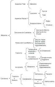 · elaborar una lectura comprensiva y realizar correctamente el subrayado para jerarquizado bien los. Esquema Sinoptico De Llave De Anormalidades Pigmentarias En Aves Con Download Scientific Diagram