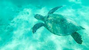Stunning high resolution underwater footage of hanauma bay in oahu, hawaii. Hanauma Bay Water Clarity Significantly Improves Without Visitors Soest