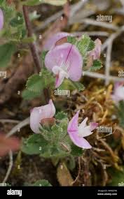 Image result for Dignathia gracilis