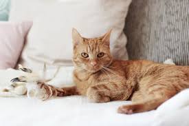 Ein drittel der deutschen katzenhalter besitzt sogar zwei oder mehr tiere. Meine 5 Tipps Fur Mehr Katzen Sicherheit In Der Wohnung Kleidermadchen Fashion Beauty Interior Und Food Blog Aus Sachsen Und Thuringen