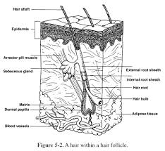 The most common areas of infected hair follicle are face, scalp, and body areas which are rubbed by clothing like thighs and groin 2. Integumentary System Diagram Worksheet Sketch Coloring Page Integumentary System Science Room Worksheets