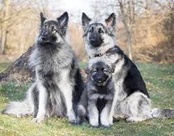 Find the perfect puppy for sale in memphis, tennessee at next day pets. Breeders Issdc