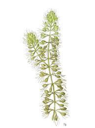 Image result for Aldrovanda vesiculosa