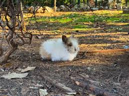 Image result for tbn:nuNU7FPK4A54yM::rvforsaleguide.com/images/bunny-resting-picture.jpg
