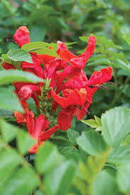 Image result for Tecoma capensis