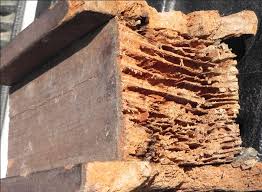 Home inspector reviews in king of prussia, pa. King Of Prussia Pa Termite Removal Today S Pest Solutions