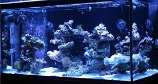 Discover now a serene art form! 12 Best Images About Aquascaping Ideas On Pinterest Initials Soldiers And Picture Ideas Style Aqua
