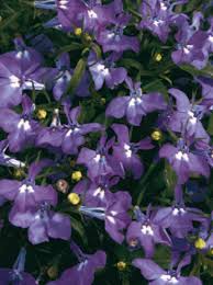 Image result for Lobelia pteropoda
