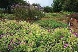Image result for Torenia