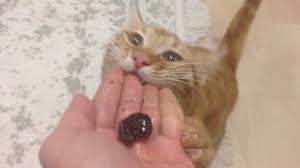 Are green or black olives poisonous? Can Cats Eat Olives Everything You Need To Know