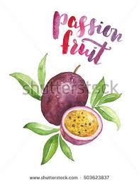 Watercolor Passion Fruit Illustration Isolated On White Nice Drawing Of A Tropical Fruit With Hand Illustration De Fruits Croquis Animaux Fruit De La Passion