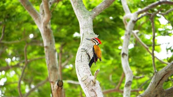 20,000+ Free Wood Pecker & Wood Images - Pixabay