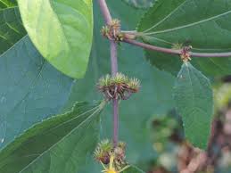 Image result for Triumfetta