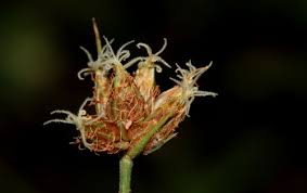 Image result for Bulbostylis trabeculata