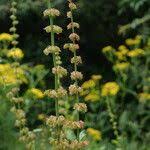 Image result for Rumex nepalensis