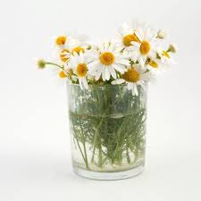 Je T Aime Un Peu Beaucoup Passionement A La Folie Pretty Flowers Love Flowers Daisy