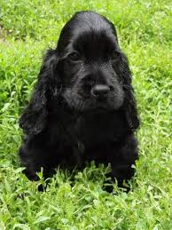 Epingle Par Michele R Sur Fofuras Cocker Anglais Chiot Cocker Anglais Cocker Americain