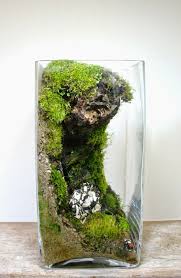 Diy Faire Son Propre Terrarium Plante Pour Decorer La Maison Plantas Para Terrario Jardin De Musgo Jardin De Vegetales