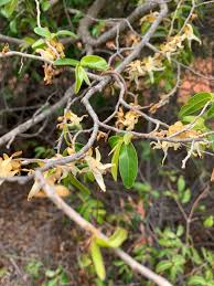 Image result for Hexalobus