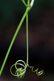 Image result for Diplocyclos tenuis