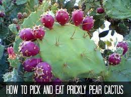 Cactus is ubiquitous in the american southwestern deserts but mostly as a sign of desolation and lack of water. How To Pick And Eat Prickly Pear Cactus Homestead Survival Prickly Pear Cactus Prickly Pear Pear Fruit