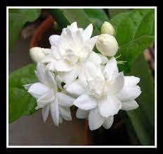 Pin On Beazer S Garden Naturally With Love