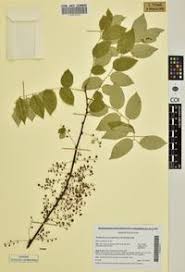 Image result for Phyllanthus muellerianus
