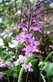 Image result for Satyrium volkensii