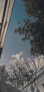 Aesthetic Trees Rumah Halaman Buku Buatan Sendiri Rumah