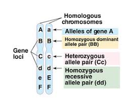Allele, gene locus, and chromosome.be sure to draw arrows to specify where you are labeling! Yr 11 Topic 4 Genes And Inheritance Amazing World Of Science With Mr Green