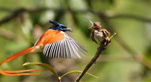 Asian Paradise Flycatcher Terpsiphone Paradise Birds Of Paradise Animal Stories Bird