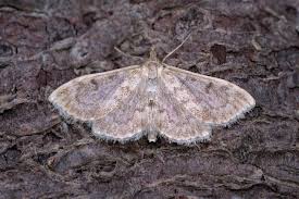 Image result for Anania perlucidalis