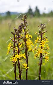 Image result for Ligularia sibirica