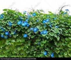 Blue Morning Glory Flower Plant Royalty Free Photo 15717496 Panthermedia Stock Agency