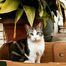 Tasinmak Icin Bos Koli Soran Musteriler Degil Barinmak Icin Tavuk Kolisine Giren Kartoncu Bobo Agency Reklam Bagkal Content Ajanskafas Kedi Oya Ordu