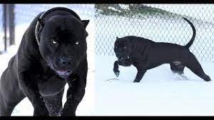 Litter of eight pit bull pups. Black Pitbull Panther Best Breed In World 2019 New Youtube