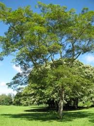 Image result for Albizia glaberrima