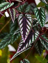 Image result for Cissus crusei