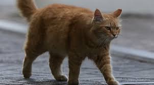 Uyusturucu Kuryesi Kedi Tutuldugu Hayvanat Bahcesinden Kacti