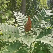 Image result for Anacardiaceae
