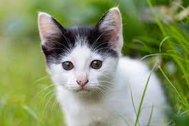 download little cat sitting on the grass for free cat sitting cats cat love